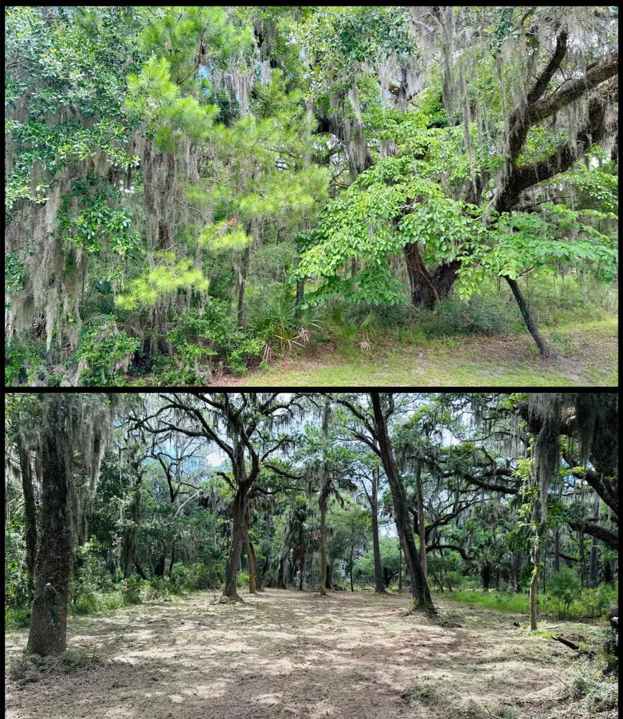 Before-and-after view of a real forestry mulching project by Down East Land Improvements